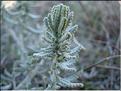 teucrium_dunense