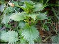 urtica_urens