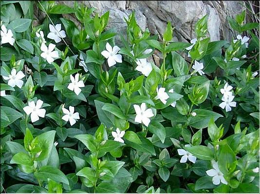 vinca_difformis