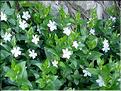 vinca_difformis