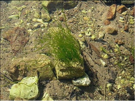 zannichiella_palustris
