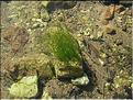 zannichiella_palustris