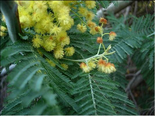 acacia_dealbata