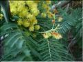 acacia_dealbata