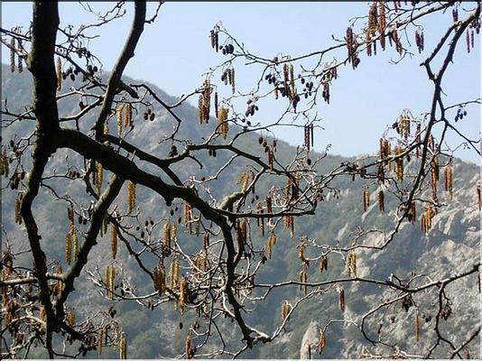 alnus_glutinosus