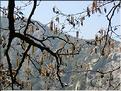 alnus_glutinosus