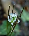 cardamine_hirsuta