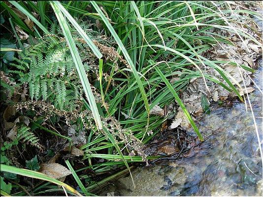 carex_pendula