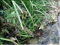 carex_pendula