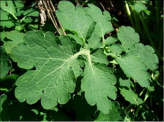 chelidonium_majus