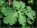 chelidonium_majus