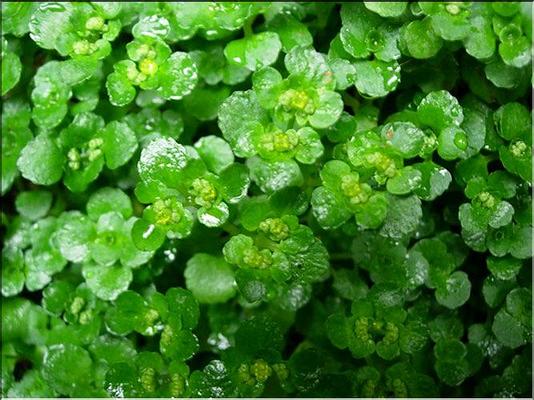 chrysosplenium_oppositifolium