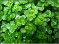 chrysosplenium_oppositifolium