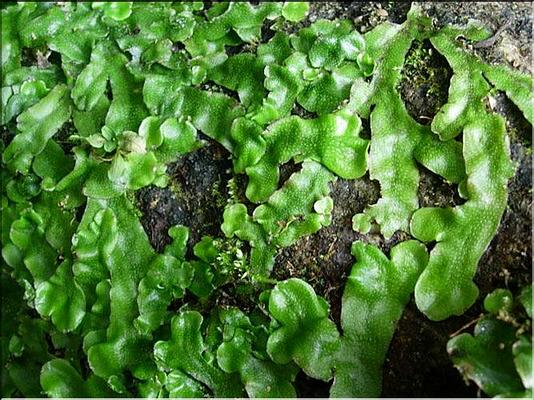 conocephalum_conicum1