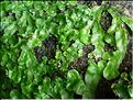 conocephalum_conicum1