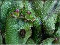 conocephalum_conicum2