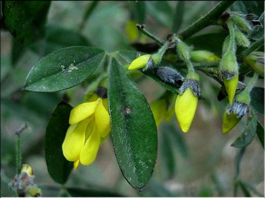 cytisus_villosus