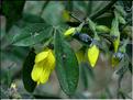 cytisus_villosus