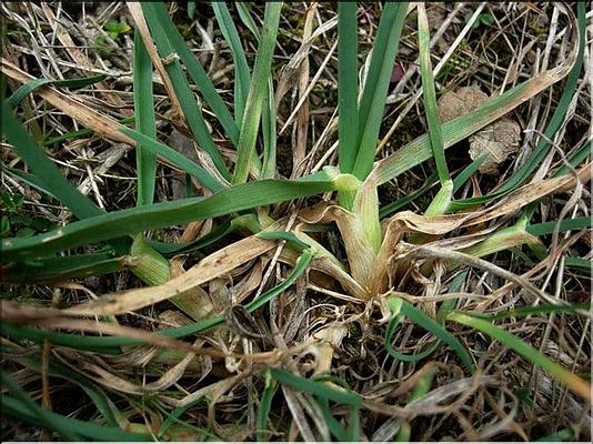 dactyles_glomerata