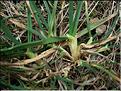 dactyles_glomerata