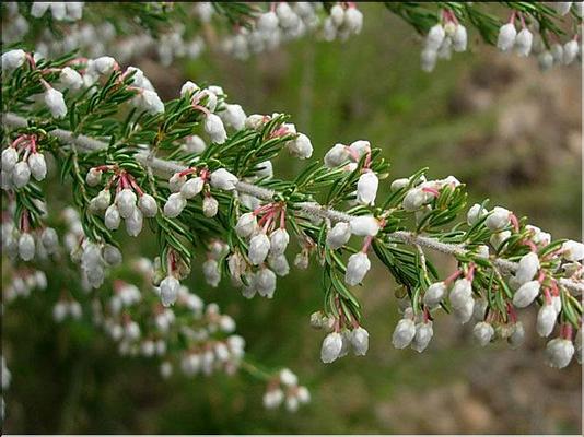 erica_arborea