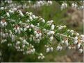 erica_arborea