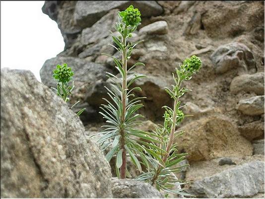 euphorbia_characias