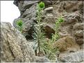 euphorbia_characias
