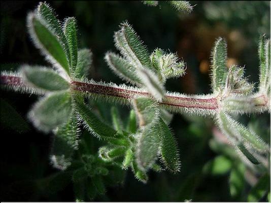 galium_maritimum
