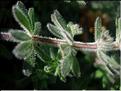 galium_maritimum