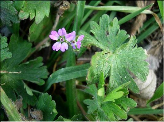 geranium_molle