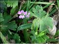 geranium_molle