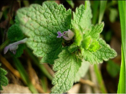 lamium_hydridum