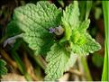 lamium_hydridum