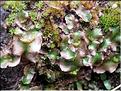 lunularia_cruciata