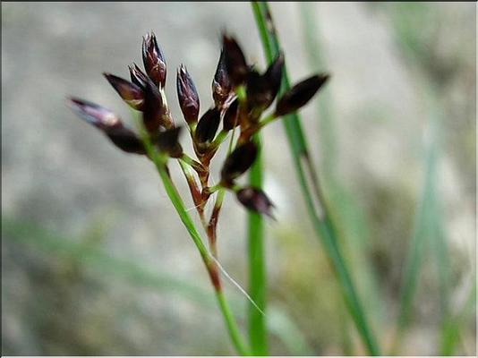luzula_forsteri