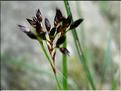 luzula_forsteri