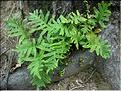 polypodium_cambricum1