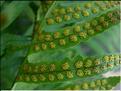 polypodium_cambricum2