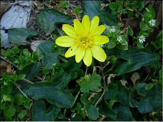 ranunculus_ficaria