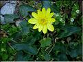 ranunculus_ficaria