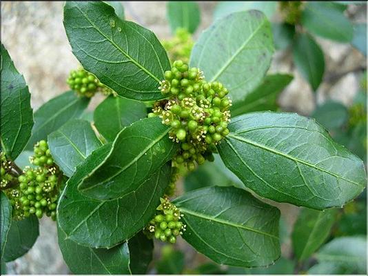 rhamnus_alaternus