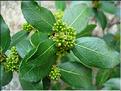 rhamnus_alaternus