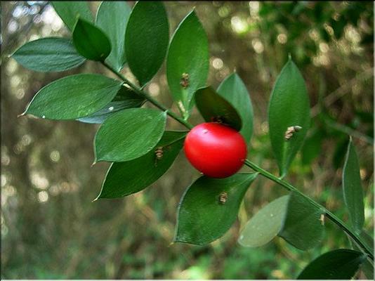 ruscus_aculeatus