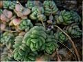 sedum_dasyphyllum
