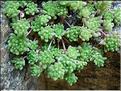 sedum_hirsutum1