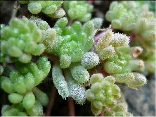 sedum_hirsutum2