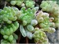sedum_hirsutum2