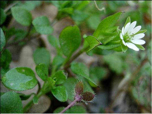 stellaria_media