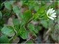 stellaria_media
